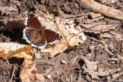 First Butterfly of Spring