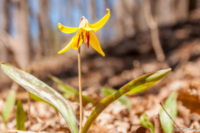 Trout Lily in Brookbanks Park