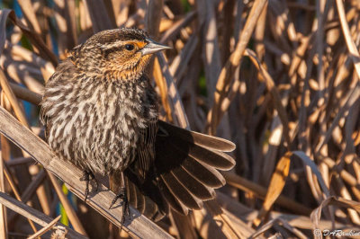 Red-winged Blackbird