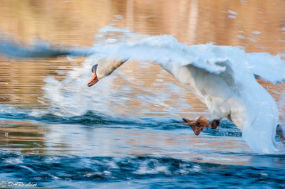 Swan Attacking