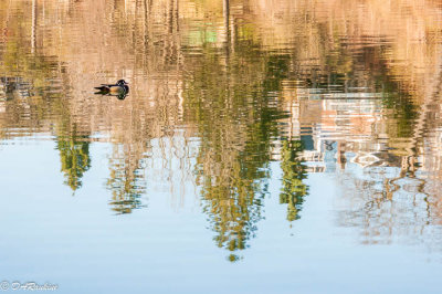 Wood duck's ease in refelection