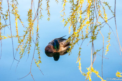 Spring Rest