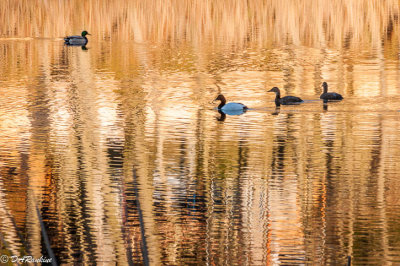 Ducks on Grenadier Pond
