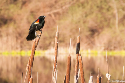 Red-winged Blackbird