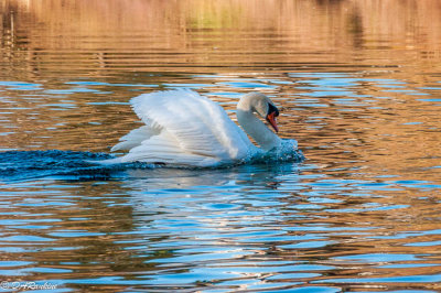 Swan after a chase