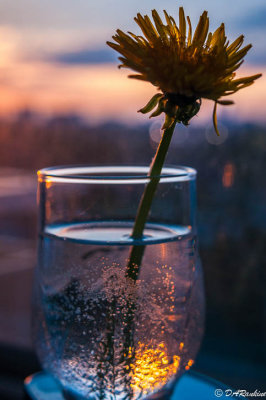 Dandelion on Windowsill I