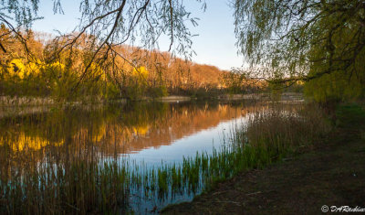 Spring Morning in High Park