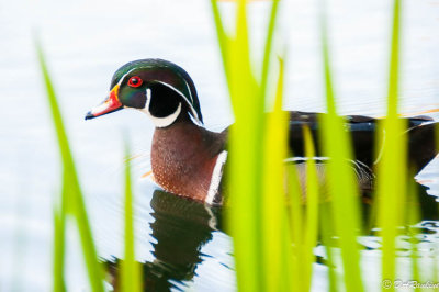 Wood duck and New Reeds