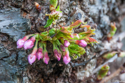 The only buds I found
