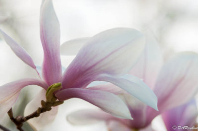 Magnolia in White