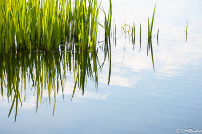 Reeds and Clouds