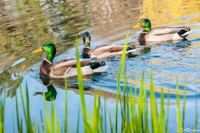 Males hanging out