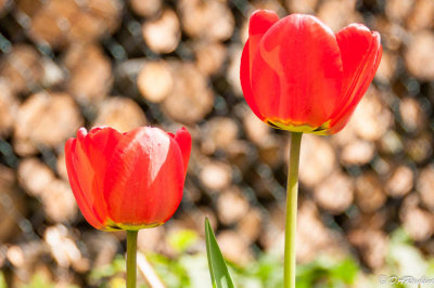 Tulips and Woodpile
