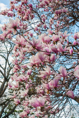 Magnolia in High Park