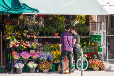 Flower Sale - Tulips, daffodils ...