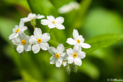 Forget-Me-Not I