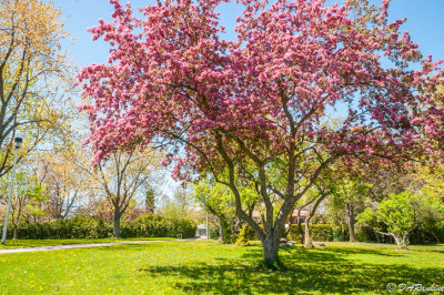 Apple Tree in Park