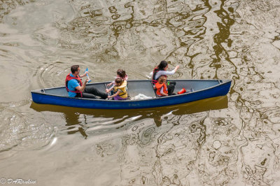 Rowing By the Trees