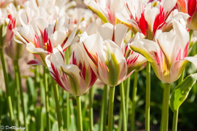 Tulips