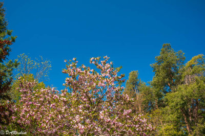 Magnolia