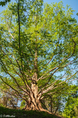 Metasequoia Tree