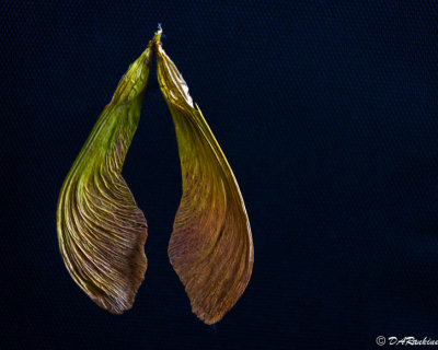 Maple Samaras