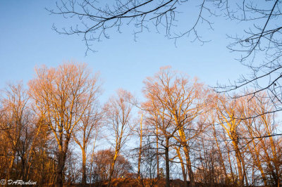 Trees at Sunrise