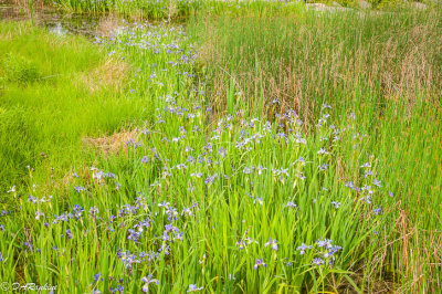 Pond and Irises