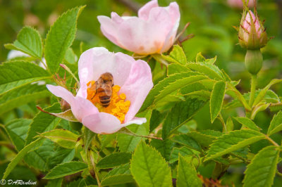Bee on Wild Rose