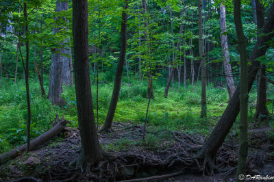 The Undergrowth in Late Spring