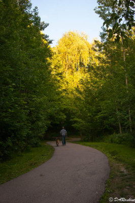 The Willow Tree at Sunset