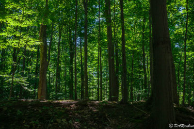 Maple Trees in Brookbanks
