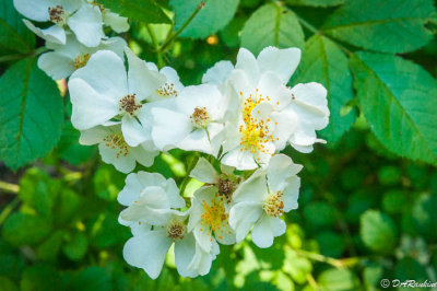 Wild Rose