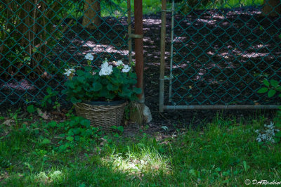 20160617-DSC03343.jpg