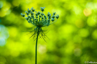 Queen Anne's Lace