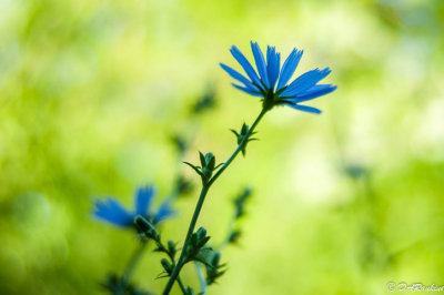 Chickory in Shade