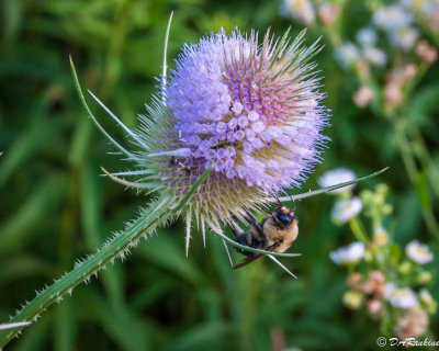 Eryngium 