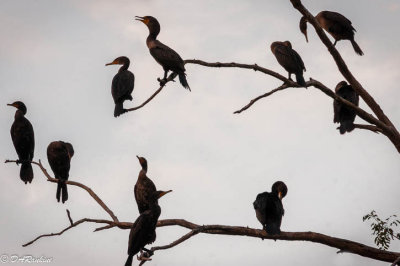 Cormorants at Evening Time