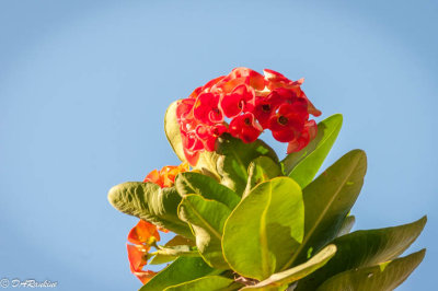 Crown Of Thorns