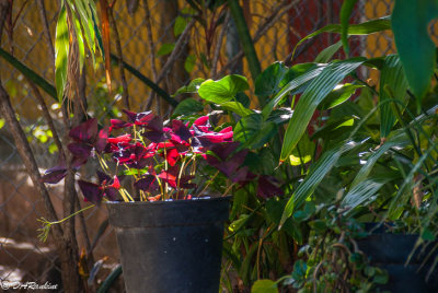 Potted Red Clover