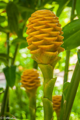 Beehive Ginger