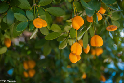 Lignum Vitae Seedpods