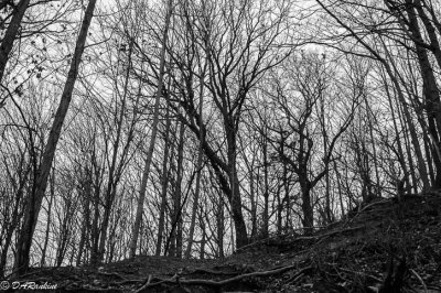 Woods in Late Autumn