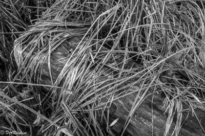 Log in Reeds