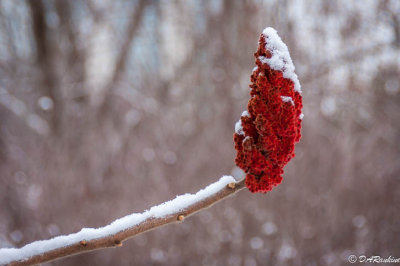 Snow on Staghorn Sumac