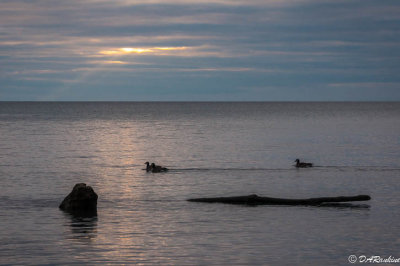 Geese at Sunrise