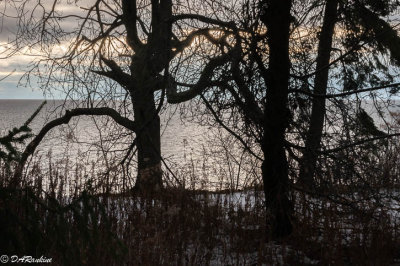 Muted Sunlight and Trees