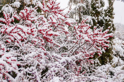 Winterberries