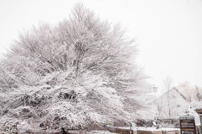 Beech Tree in Snow