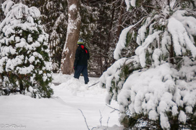 Walking the morning's snow fall